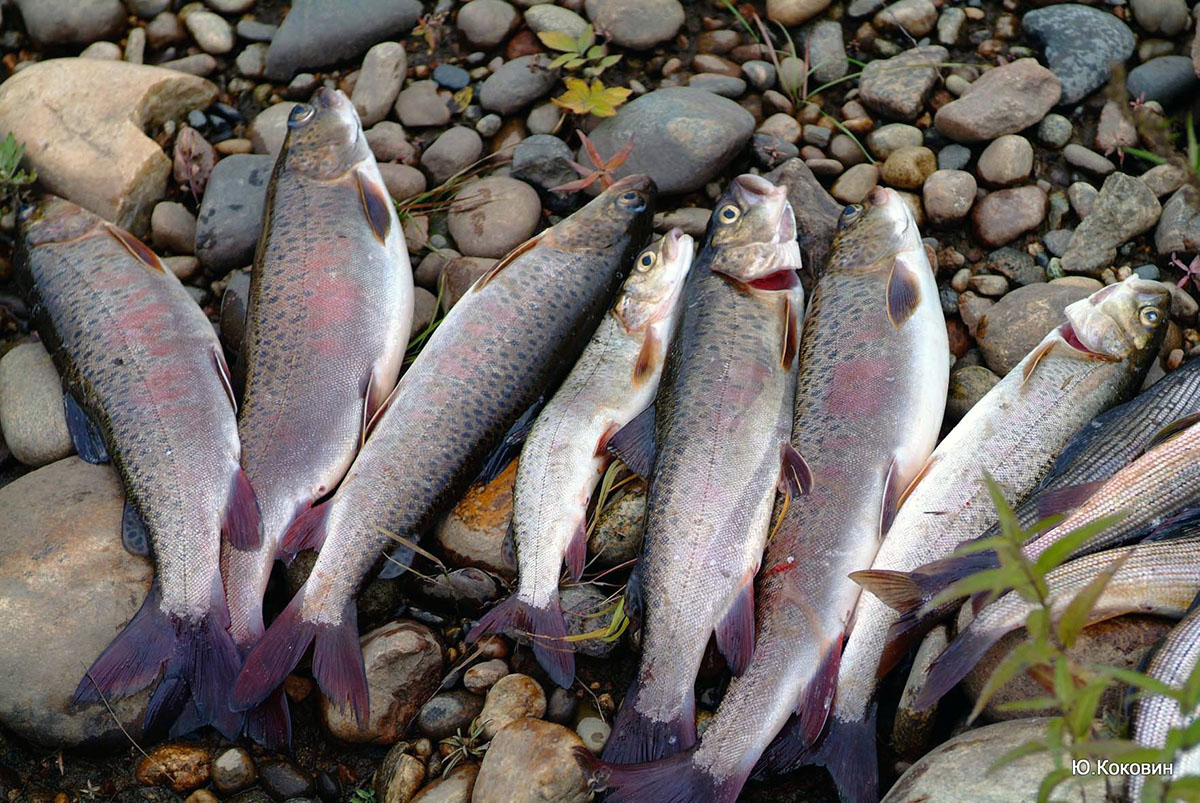 Река ленок. Ленок в Якутии. Северная рыба. Якут с рыбой. Пресноводные рыбы Якутии.